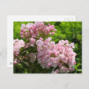 Pretty Pink Mountain Laurel Flowers Postcard