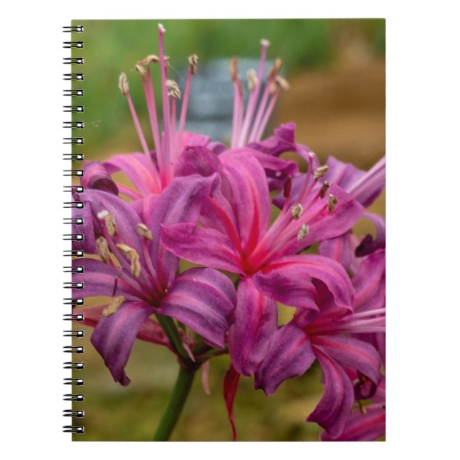 Pretty Pink Nerine Flowers Spiral Notebook (Front)