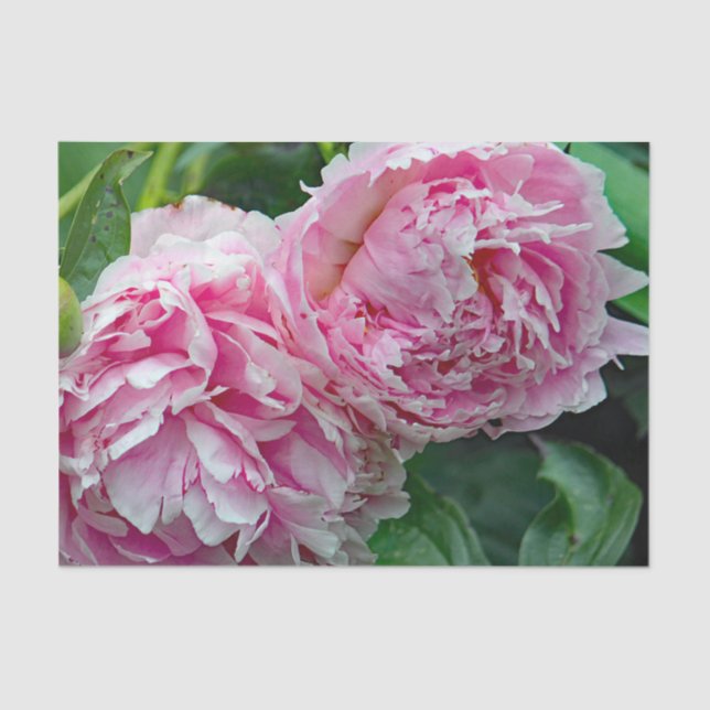 Pretty Pink Peonies Tissue Paper (Front)