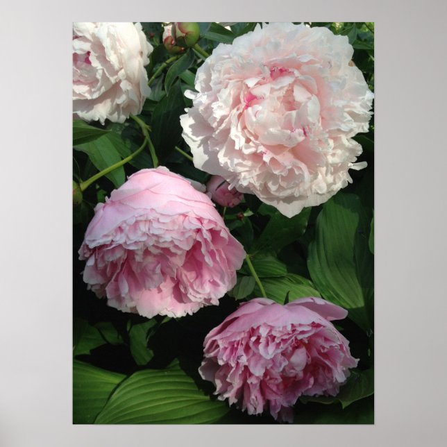 Pretty Pink Peony Art Poster (Front)