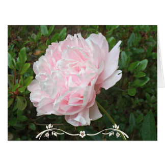 Pretty Pink Peony Flower Green Leaves
