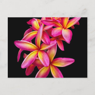 Pretty Pink Plumeria Floral Photo Postcard
