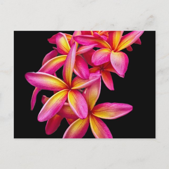 Pretty Pink Plumeria Floral Photo Postcard (Front)