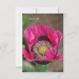 Pretty Pink Poppy Card