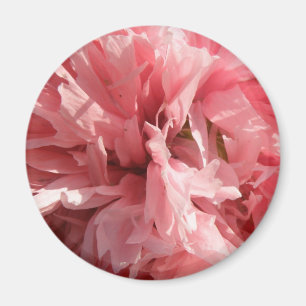 Pretty Pink Poppy Magnet