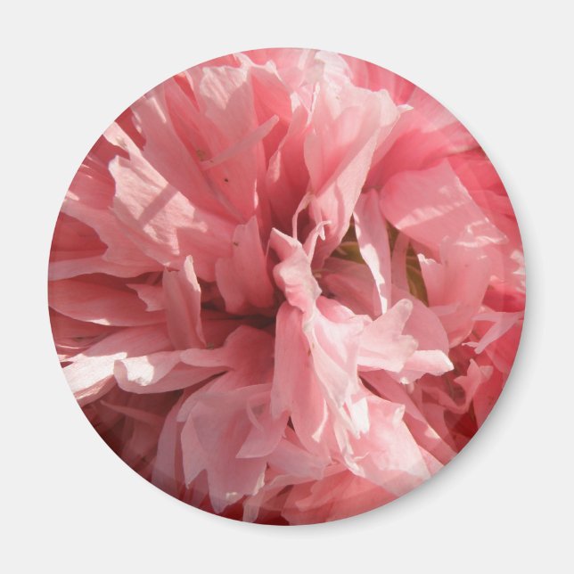 Pretty Pink Poppy Magnet (Front)