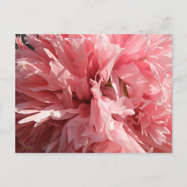 Pretty Pink Poppy Postcard (Front)