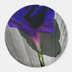 Pretty Pink-Purple Morning Glory Flower Magnet