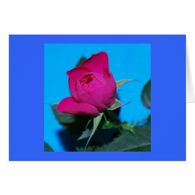 Pretty Pink Rose (Front Horizontal)
