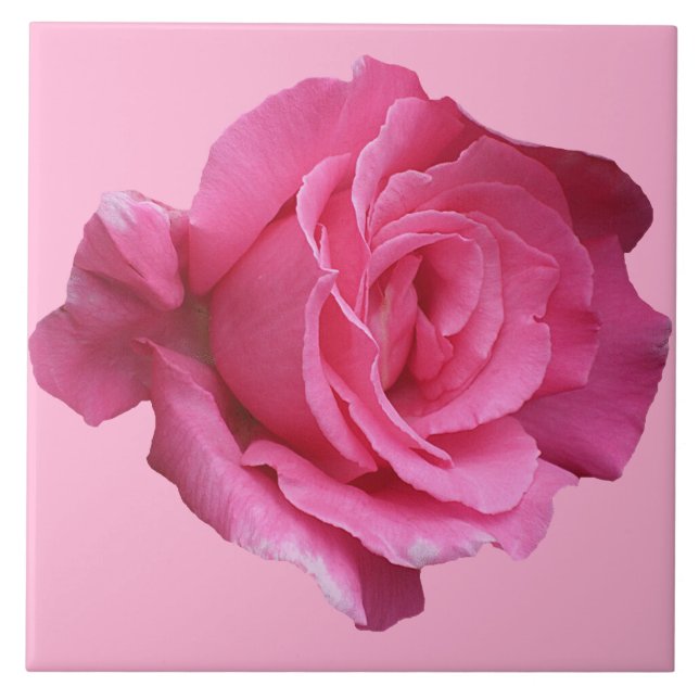 Pretty pink rose floral simple beautiful fine art tile (Front)