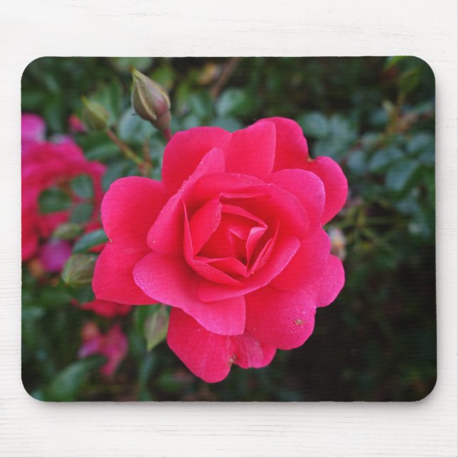 pretty pink rose flower photography mouse pad (Front)