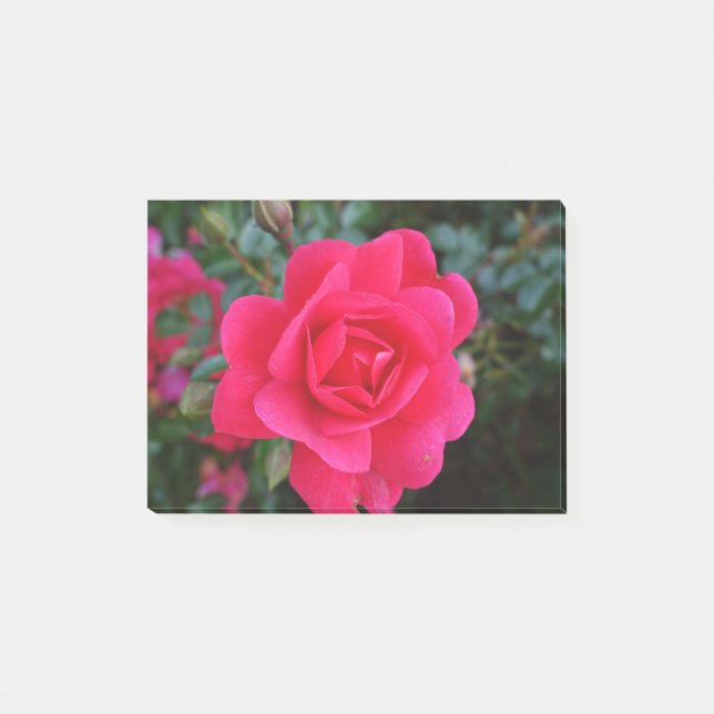 pretty pink rose flower photography post-it notes (Front)