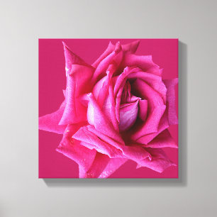 Pretty pink rose modern stylish minimalist floral canvas print