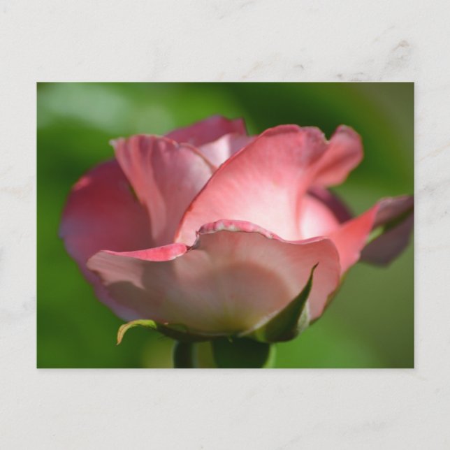 Pretty Pink Rose Postcard (Front)
