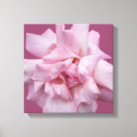 Pretty pink rose simple modern floral fun fine art