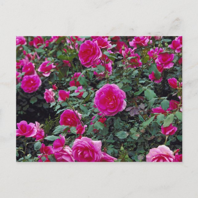 Pretty pink roses on bush postcard (Front)