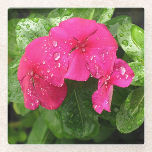 Pretty Pink Spring Flowers Macro Photography   Glass Coaster (Front)