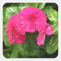 Pretty Pink Spring Flowers Macro Photography