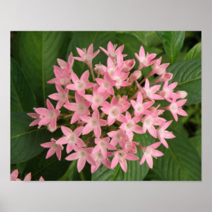 Pretty Pink Tropical Flowers Print