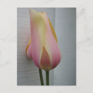Pretty Pink Tulip Postcard