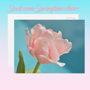 Pretty Pink Tulips Baby Blue Springtime Postcard
