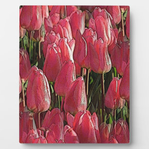 Pretty Pink Tulips Plaque