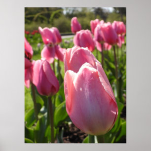 Pretty Pink Tulips Poster