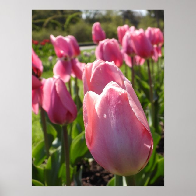 Pretty Pink Tulips Poster (Front)