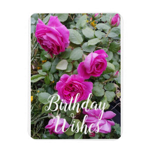 Pretty Pink Vintage Rose Flower Birthday Card Magnet