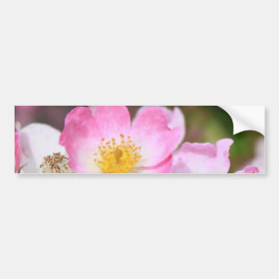 pretty pink wild rose flowers for ladies bumper sticker