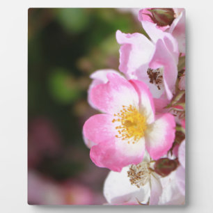 pretty pink wild rose flowers for ladies plaque