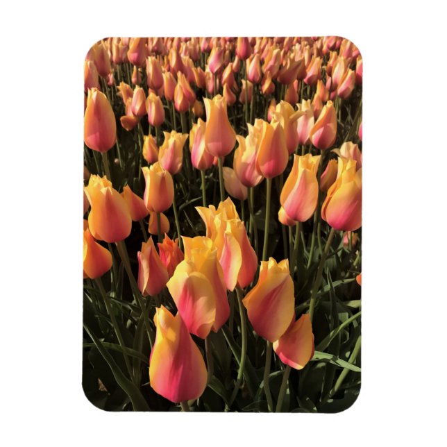 Pretty Pink & Yellow Tulips Magnet (Vertical)