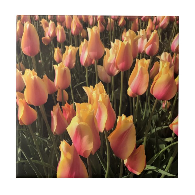Pretty Pink & Yellow Tulips Tile (Front)