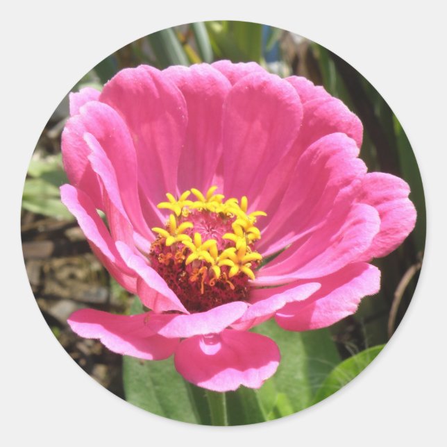 Pretty Pink Zinnia Stickers (Front)