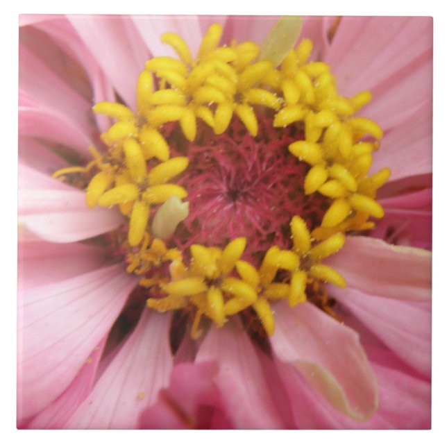 Pretty Pink Zinnia Tile (Front)