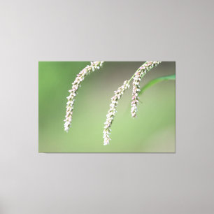 Pretty Pinks Canvas Print