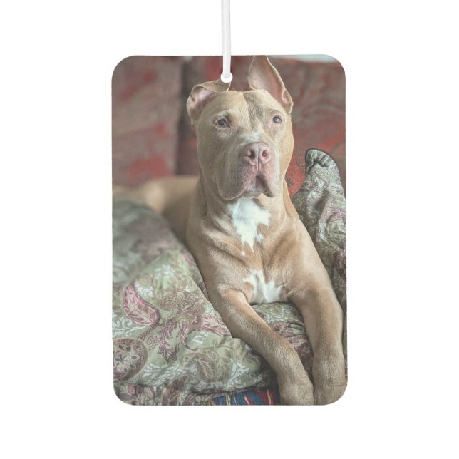 Pretty Pit Bull Car Air Freshener (Front)