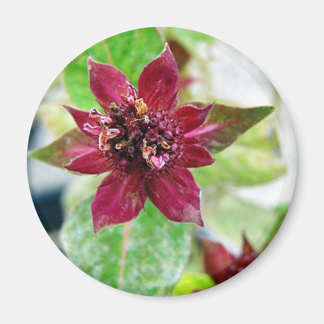 Pretty Plant Magnet (Front)