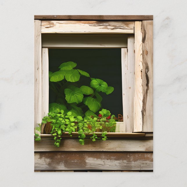 Pretty Plants in Rustic Window with Weathered Wood Postcard (Front)