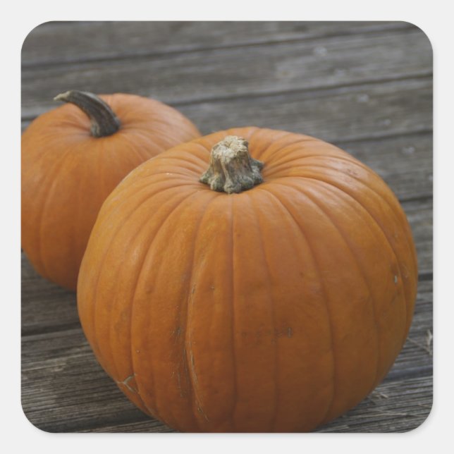 Pretty Plump Pumpkins Square Sticker (Front)