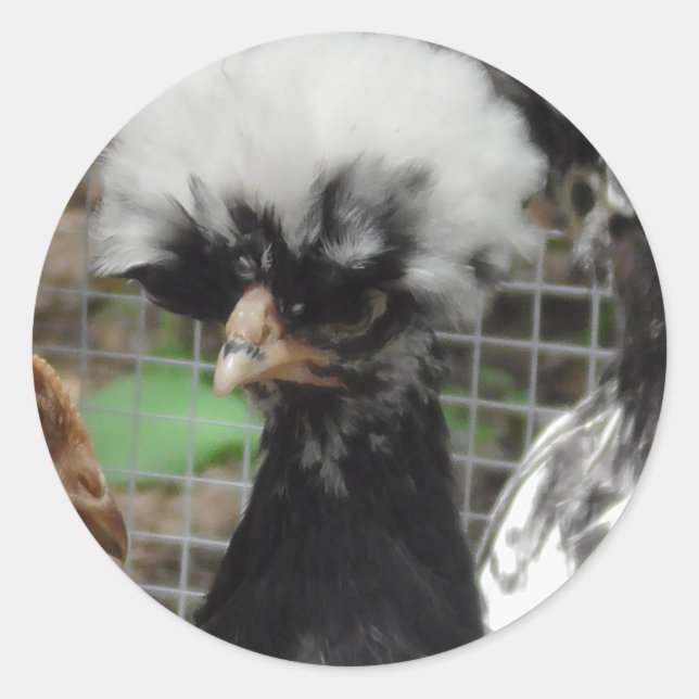 Pretty Polish Chicken Photo Classic Round Sticker (Front)