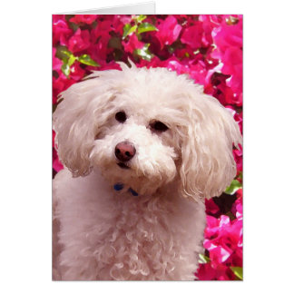 Pretty Poodle