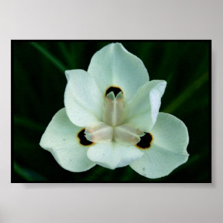 Pretty Poppy Poster
