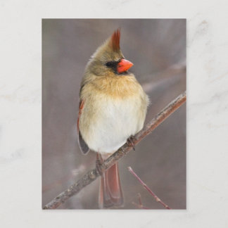Pretty Pose Postcard