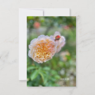 Pretty Pretty Rose Card