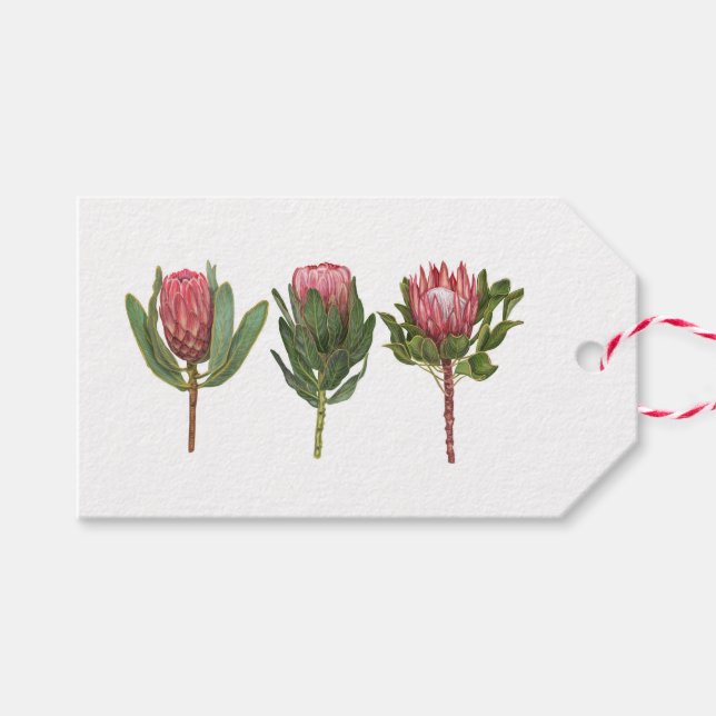 Pretty Protea Tag (Front (Horizontal))
