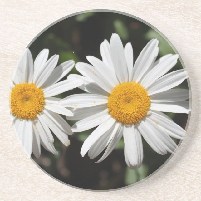 Pretty pure white daisy flowers coaster (Front)