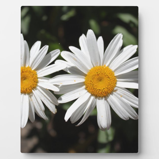 Pretty pure white daisy flowers plaque (Front)