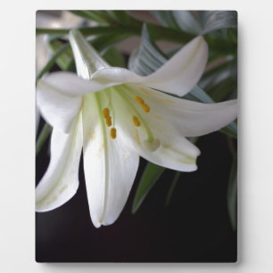 Pretty, pure white Easter lily flower in black Plaque
