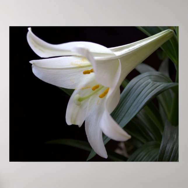 Pretty, pure white Easter lily flower in black Poster (Front)